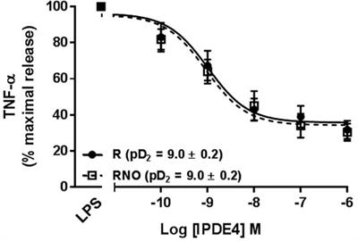 Clinical Relevance of the Anti-inflammatory Effects of Roflumilast on Human Bronchus: Potentiation by a Long-Acting Beta-2-Agonist